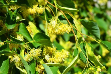 Güzel doğa, güneşli yaz havası. Parlak sarı çiçekler, yeşil yapraklı çiçek açan ıhlamur ağacı..
