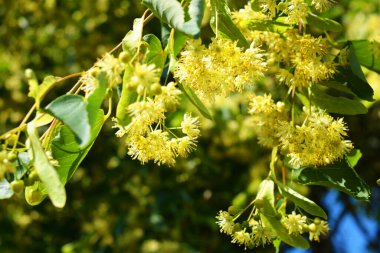 Güzel doğa, güneşli yaz havası. Parlak sarı çiçekler, yeşil yapraklı çiçek açan ıhlamur ağacı..