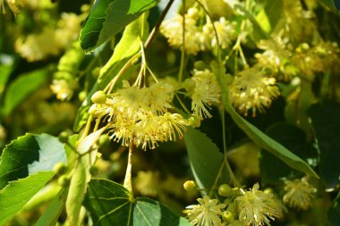 Güzel doğa, güneşli yaz havası. Parlak sarı çiçekler, yeşil yapraklı çiçek açan ıhlamur ağacı..