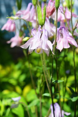 Parlak güneş ışınları ile parlak sulu bir doğa. Güzel pembe, mor çanlar ve yeşil yapraklar ev bahçesinde büyüyor..