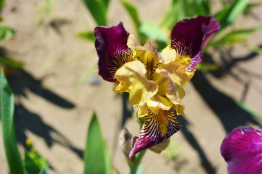 Parlak güneşli çiçekleri olan parlak renkli bir doğa. Büyük mavi, mor, sarı çiçekli süsen çiçekleri ev bahçesinde büyüyor..
