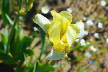 Parlak güneşli çiçekleri olan parlak renkli bir doğa. Büyük ışık, beyaz, sarı çiçekli süsen çiçekleri ev bahçesinde büyüyor..