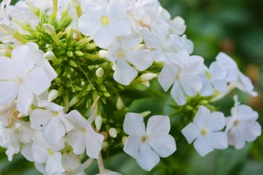 Güzel, parlak doğa, ışığın altında büyüyen ilginç çiçekler ve bitkiler. Güzel sokak çiçekleri, büyük beyaz şenlikli fenomen. Ev bahçesinde küçük yeşil yapraklar yetişiyor..