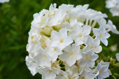 Güzel, parlak doğa, ışığın altında büyüyen ilginç çiçekler ve bitkiler. Güzel sokak çiçekleri, büyük beyaz şenlikli fenomen. Ev bahçesinde küçük yeşil yapraklar yetişiyor..