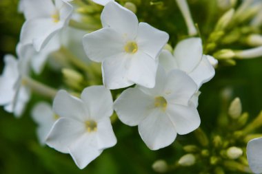 Güzel, parlak doğa, ışığın altında büyüyen ilginç çiçekler ve bitkiler. Güzel sokak çiçekleri, büyük beyaz şenlikli fenomen. Ev bahçesinde küçük yeşil yapraklar yetişiyor..