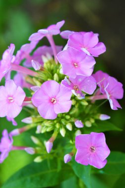 Güzel, parlak doğa, ışığın altında büyüyen ilginç çiçekler ve bitkiler. Güzel açık hava çiçekleri, büyük mor fenik çiçekleri küçük yeşil yapraklı ev bahçesinde büyüyen.
