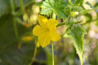 Güzel, parlak doğa, ışığın altında büyüyen ev bahçesinin ilginç bitkileri. Sarı çiçek açan salatalık çiçekleri büyük yeşil yapraklı, kalın bir gövde üzerinde büyüyor..