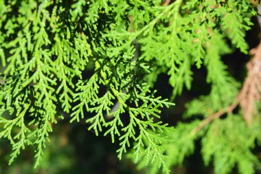 Güzel doğa, parlak ve sulu doğa. Yeşil gri küçük koni ile eşkıyanın yeşil dalları.