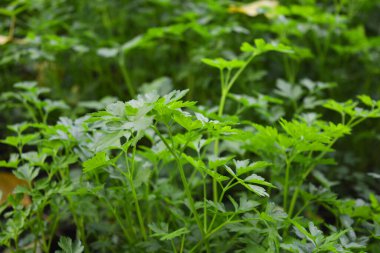 Ev bahçesi, güzel doğa, yararlı ve sağlıklı bitkiler. Yeşil sıra kullanışlı, taze maydanoz ev bahçesinde yetişiyor..