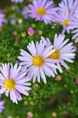 Güzel, parlak doğa, harika doğa. Büyük, narin, pembe, paskalya çiçeği. Ev bahçesinde sürekli büyüyen, düşük büyüyen çalılar..