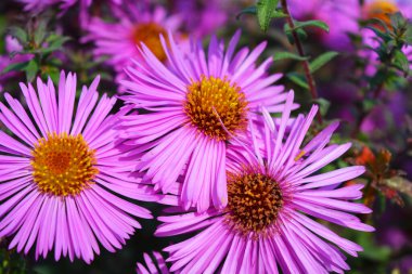 Güzel, parlak doğa, harika doğa. Büyük mor, pembe senfoni novi-belgii, aster novi-belgii çiçekleri, ev bahçesinde büyüyen uzun ömürlü çalılar.