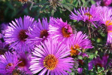 Güzel, parlak doğa, harika doğa. Büyük mor, pembe senfoni novi-belgii, aster novi-belgii çiçekleri, ev bahçesinde büyüyen uzun ömürlü çalılar.