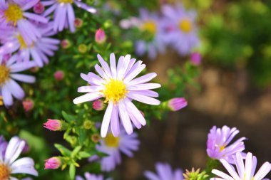 Güzel, parlak doğa, harika doğa. Büyük, narin, pembe, paskalya çiçeği. Ev bahçesinde sürekli büyüyen, düşük büyüyen çalılar..