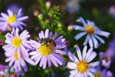 Güzel, parlak doğa, harika doğa. Büyük, narin, pembe, paskalya çiçeği. Ev bahçesinde sürekli büyüyen, düşük büyüyen çalılar..