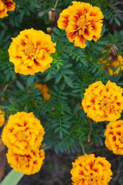 Güzel, parlak doğa, ışığın altında büyüyen ilginç çiçekler ve bitkiler. Olağandışı çiçek açan turuncu, kahverengi kadife çiçekleri büyük, kalın ve yeşil yapraklı bir gövde üzerinde yetişiyor..