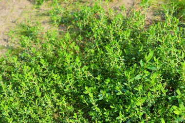 Güzel, parlak doğa. Yeşil otlar, otlar, çeşitli bitkiler Ukrayna topraklarında taşlarla yetişir..