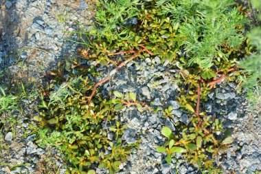 Güzel, parlak doğa. Yeşil otlar, otlar, çeşitli bitkiler Ukrayna topraklarında taşlarla yetişir..