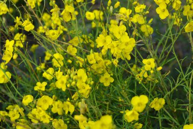 Güzel doğa, yabani otlar, sarı çiçek barbar kışlık, alternatif kış roketi, roketteresi, sarı roket, yara roketi, yara roketi, bitkisel Barbara, kırışıklıklar, kırışıklıklar bahçede vahşidir..