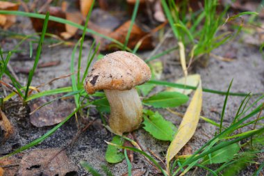 Orman kahverengisi, beyaz mantarlar Kamianske şehri Dniprodzerzhyns 'k Ukrayna' daki ağaçların arasında sarı, kahverengi ıslak yaprakların altında yetişir..
