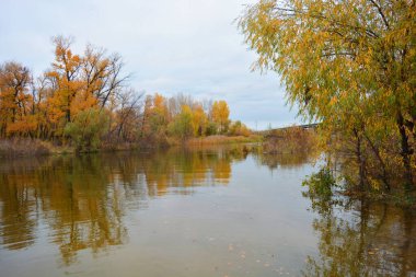 Sonbahar doğası, ağaçlarla güzel doğa, Dnipro nehrinin kıyısı. Güzel nehir kıyısı, yaprak döken yeşil, sarı, turuncu, kırmızı ağaçlar Kamianske şehrinde, Dniprodzerzhyns 'k Ukrayna.