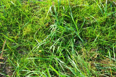 Güzel parlak manzara, güneşli sonbahar havası. Yumuşak mavi gökyüzünün arka planında ince sonbahar çimleriyle alışılmadık yeşil çayır.