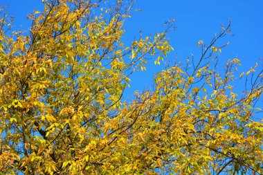 Güzel parlak manzara, güneşli sonbahar havası. Açık sarı yapraklı dallar hala ağaçta asılı ve güneş ışığıyla aydınlanıyor..
