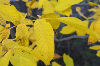 Güzel parlak manzara, güneşli sonbahar havası. Açık sarı yapraklı dallar hala ağaçta asılı ve güneş ışığıyla aydınlanıyor..
