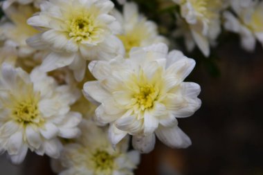 Güzel, neşeli çiçek arkaplanı, yeşil yapraklı beyaz, parlak, çiçek açan kasımpatı çiçekleri..