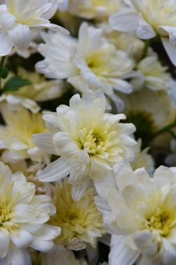 Güzel, neşeli çiçek arkaplanı, yeşil yapraklı beyaz, parlak, çiçek açan kasımpatı çiçekleri..