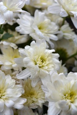 Güzel, neşeli çiçek arkaplanı, yeşil yapraklı beyaz, parlak, çiçek açan kasımpatı çiçekleri..