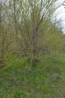 Dry grass with wild flowers, trodden paths, dusty roads, green bushes, trees.  7654234