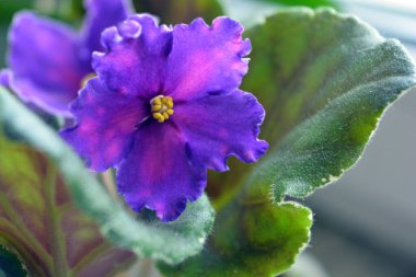 Bir saksıda büyüyen güzel ve parlak ev çiçekleri. Büyük mor menekşeler, sarı noktalar ve kıvrık kıvrımlı lebestka kenarları..