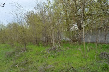 Yabani çiçekli kuru otlar, patikalar, tozlu yollar, yeşil çalılar, ağaçlar..