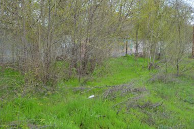 Yabani çiçekli kuru otlar, patikalar, tozlu yollar, yeşil çalılar, ağaçlar..