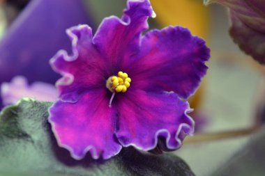 Bir saksıda büyüyen güzel ve parlak ev çiçekleri. Sarı noktalı büyük mor mor çiçekler ve yaprağın kıvrımlı kenarları..