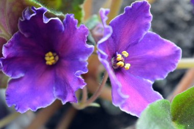Bir saksıda büyüyen güzel ve parlak ev çiçekleri. Sarı noktalı büyük mor mor çiçekler ve yaprağın kıvrımlı kenarları..