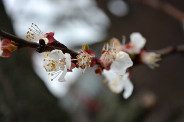 Baharda güzel, narin, beyaz kayısı ağacı çiçekleri. Doğanın arka planında açan kayısı dalları.