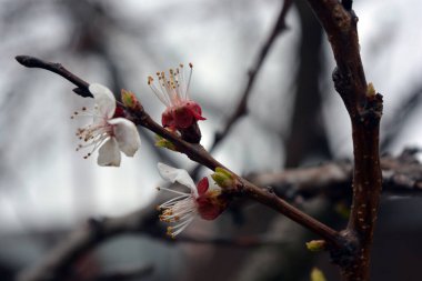 Baharda güzel, narin, beyaz kayısı ağacı çiçekleri. Doğanın arka planında açan kayısı dalları.
