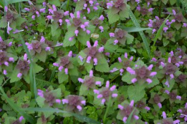 Bahar çiçeklerinin güzel çiçekli arka planı. Sarı kumda yetişen kekik kokan bir tarla bitkisinin mor çiçekleri..