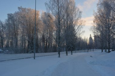 Işık huzmeleriyle aydınlatılmış güzel kış doğası. Uzun yeşil çam ağaçları, beyaz karla kaplı ağaçlar, beyaz patikalı büyük kar yığınları, Finlandiya 'nın Varkaus şehrinde karla kaplı bir yol..
