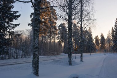 Işık huzmeleriyle aydınlatılmış güzel kış doğası. Uzun yeşil çam ağaçları, beyaz karla kaplı ağaçlar, beyaz patikalı büyük kar yığınları, Finlandiya 'nın Varkaus şehrinde karla kaplı bir yol..
