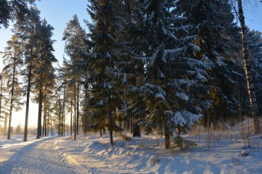 Işık huzmeleriyle aydınlatılmış güzel kış doğası. Uzun yeşil çam ağaçları, beyaz karla kaplı ağaçlar, beyaz patikalı büyük kar yığınları, Finlandiya 'nın Varkaus şehrinde karla kaplı bir yol..