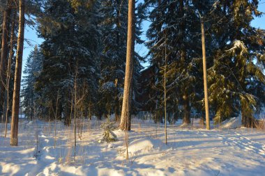 Işık huzmeleriyle aydınlatılmış güzel kış doğası. Uzun yeşil çam ağaçları, beyaz karla kaplı ağaçlar, beyaz patikalı büyük kar yığınları, Finlandiya 'nın Varkaus şehrinde karla kaplı bir yol..
