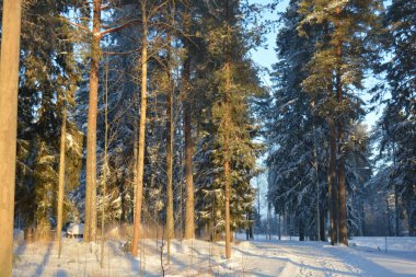 Işık huzmeleriyle aydınlatılmış güzel kış doğası. Uzun yeşil çam ağaçları, beyaz karla kaplı ağaçlar, beyaz patikalı büyük kar yığınları, Finlandiya 'nın Varkaus şehrinde karla kaplı bir yol..