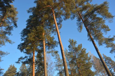 Güzel, parlak kış doğası, uzun ağaçlı mavi gökyüzü, uzun yeşil çam ağaçları, köknar ağaçları. Mavi gökyüzüne karşı güneşli bir renkle aydınlatılan güzel ve alışılmadık kozalaklar..