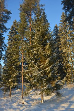 Işık huzmeleriyle aydınlatılmış güzel kış doğası. Uzun yeşil çam ağaçları, beyaz karla kaplı ağaçlar, beyaz patikalı büyük kar yığınları, Finlandiya 'nın Varkaus şehrinde karla kaplı bir yol..
