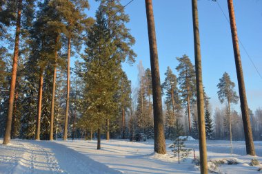 Işık huzmeleriyle aydınlatılmış güzel kış doğası. Uzun yeşil çam ağaçları, beyaz karla kaplı ağaçlar, beyaz patikalı büyük kar yığınları, Finlandiya 'nın Varkaus şehrinde karla kaplı bir yol..