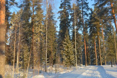 Işık huzmeleriyle aydınlatılmış güzel kış doğası. Uzun yeşil çam ağaçları, beyaz karla kaplı ağaçlar, beyaz patikalı büyük kar yığınları, Finlandiya 'nın Varkaus şehrinde karla kaplı bir yol..