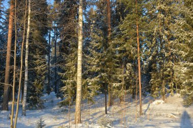 Işık huzmeleriyle aydınlatılmış güzel kış doğası. Uzun yeşil çam ağaçları, beyaz karla kaplı ağaçlar, beyaz patikalı büyük kar yığınları, Finlandiya 'nın Varkaus şehrinde karla kaplı bir yol..