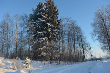 Işık huzmeleriyle aydınlatılmış güzel kış doğası. Uzun yeşil çam ağaçları, beyaz karla kaplı ağaçlar, beyaz patikalı büyük kar yığınları, Finlandiya 'nın Varkaus şehrinde karla kaplı bir yol..